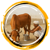 Milking